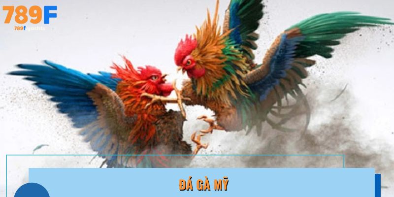 Gà Mỹ thân hình to khỏe, đá nhanh mạnh, áp đảo đối thủ