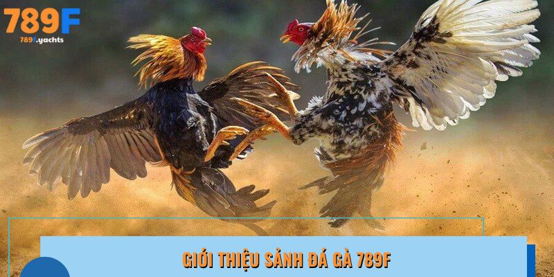 Khám phá sảnh đá gà 789F đấu trường Thomo thu nhỏ trực tuyến