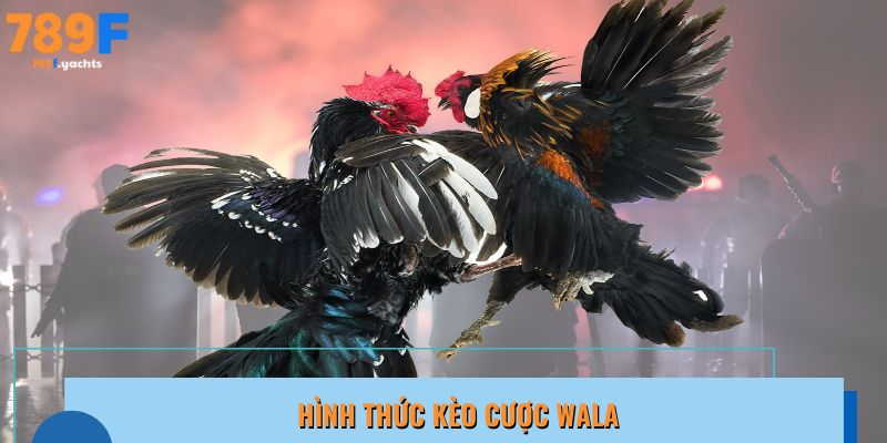 Đá Gà 789F - Cửa Wala là bên yếu, cược đúng có thể lật kèo ăn tiền lớn